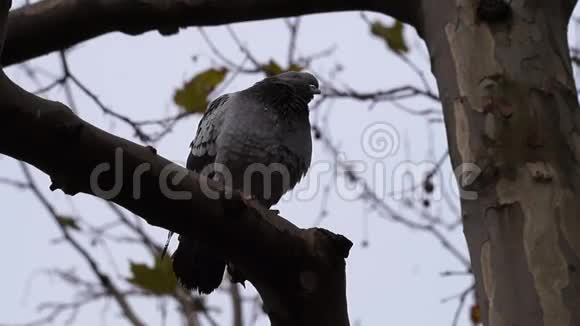 鸽子平静地坐在树枝上视频的预览图