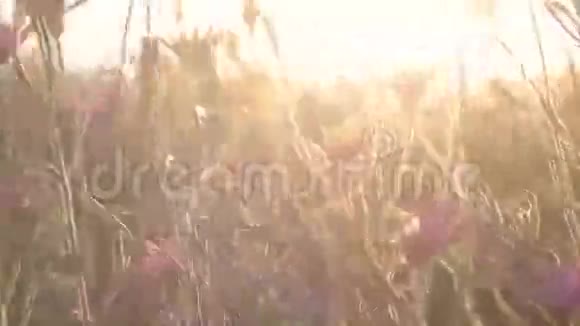 野花背光视频的预览图