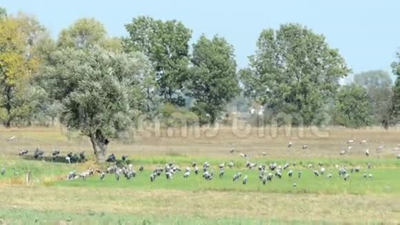 一群鹤鸟在秋天迁徙的玉米地上休息阴雨天气视频的预览图