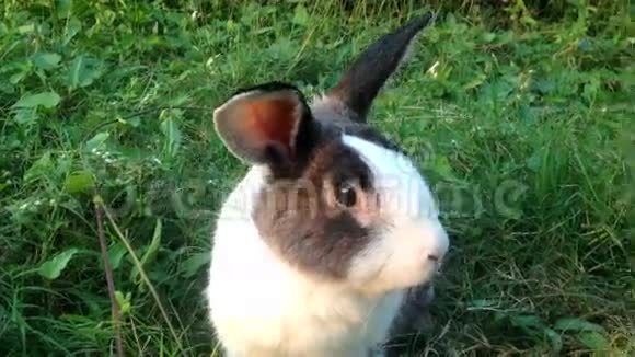 兔子在绿草地上嬉戏全高清1080P视频的预览图