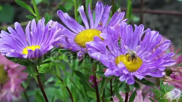 工人蜜蜂在紫色的花朵上视频的预览图