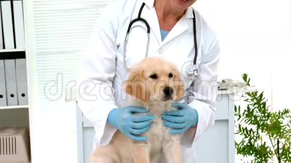 在慢动作中微笑的兽医检查一只可爱的狗视频的预览图