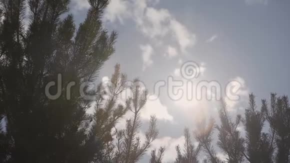 阳光透过松树的枝叶照耀着太阳阳光透过木叶在运动太阳视频的预览图