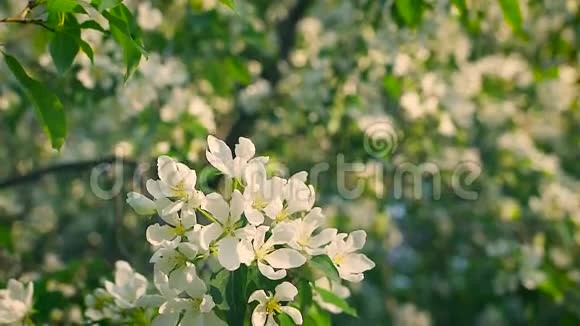 观念的绽放与更新春天盛开的苹果树清新的白花视频的预览图