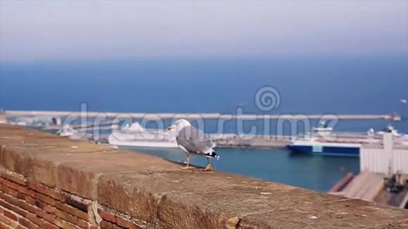 在西班牙白色和灰色的海鸥以海上的价格在砖围栏上行走夏日阳光明媚船舶视频的预览图