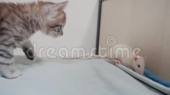 小黑条纹小猫在玩猎鼠游戏有趣的罕见视频小猫和一只老鼠在床上奔跑猫和猫视频的预览图