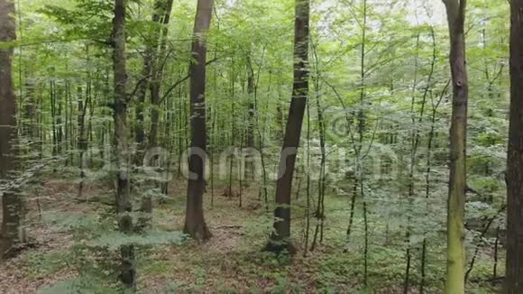 镜头在森林中移动视频的预览图