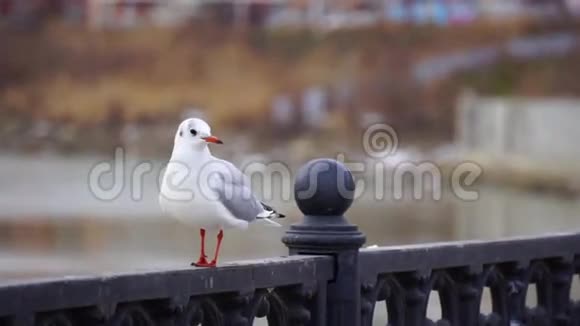 阴天河上铁栏杆上的海鸥和大城市景观背景吃面包的鸟视频的预览图