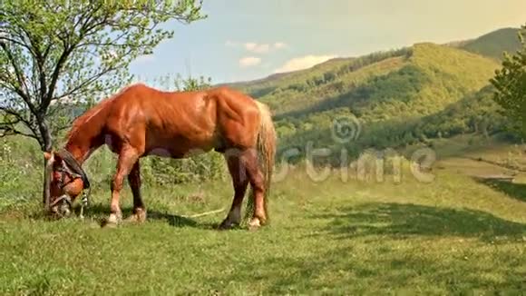 喀尔巴阡山草地上放牧的马视频的预览图