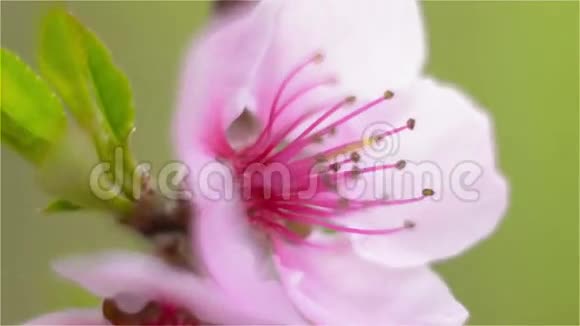 浅野的树枝上的粉红色桃花视频的预览图