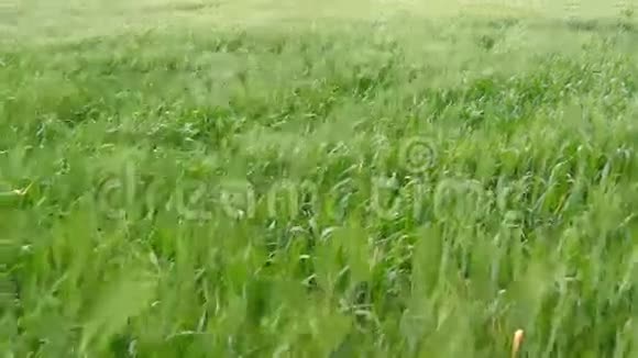 绿色小麦在风中移动4K视频的预览图