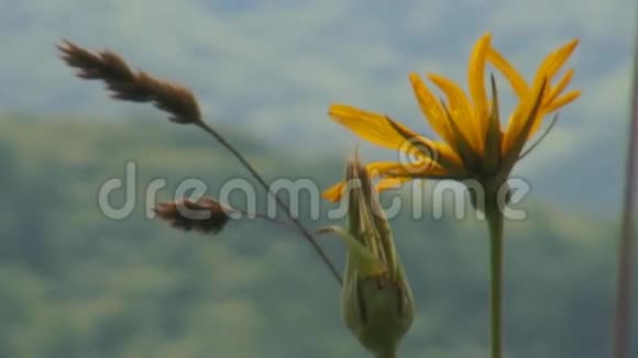 绿色草地上的野花放大视频的预览图