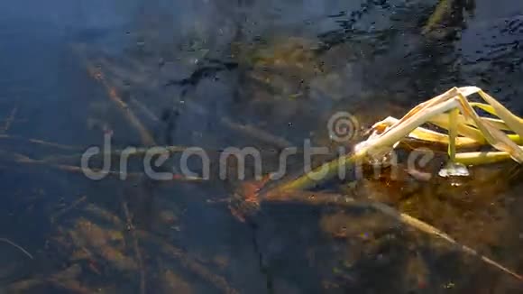 森林溪流岩藻水下自然景观视频的预览图
