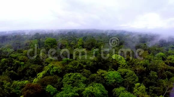 照相机慢慢地飞过热带雨林的树梢视频的预览图