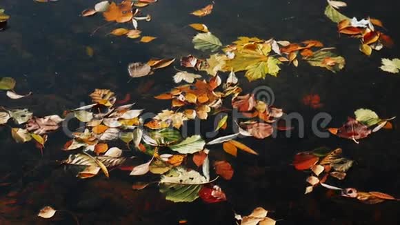 湖面上五颜六色的秋叶4K视频的预览图