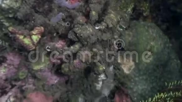 螃蟹蒙面在海底寻找食物在菲律宾海洋视频的预览图
