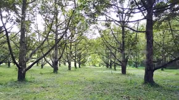 果园里的榴莲树视频的预览图