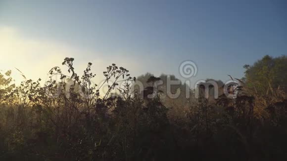 草甸草在初秋视频的预览图