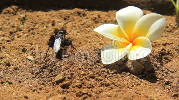 黑色挖掘机黄蜂与Frangipani视频的预览图