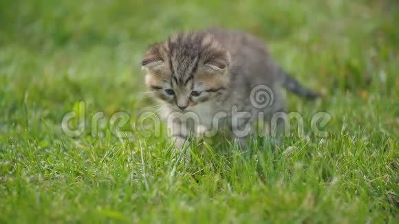 绿草中的小猫视频的预览图