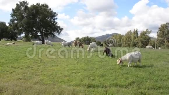 山羊在农村放牧视频的预览图