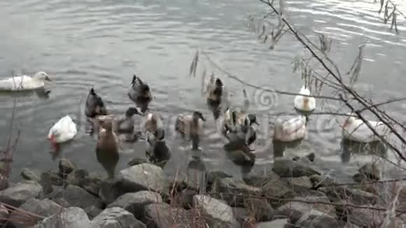 落基山发现的鸭子群视频的预览图