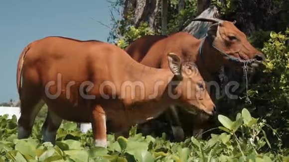 两头巴厘岛班腾奶牛站在草地上吃树旁的叶子视频的预览图