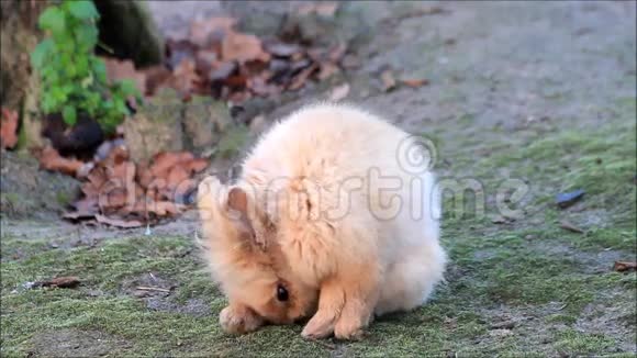 可爱的兔子小兔子外面复活节视频的预览图