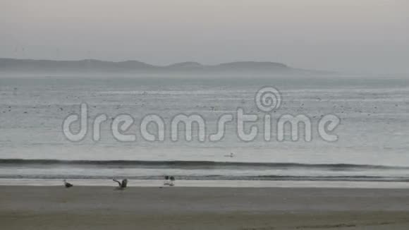 早晨的太阳和飞翔的海鸥的海洋海滩视频的预览图