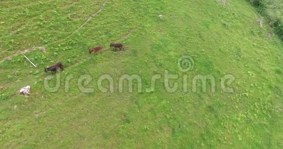 野驴在草地上漫步野驴牧场在奥地利阿尔卑斯山视频的预览图
