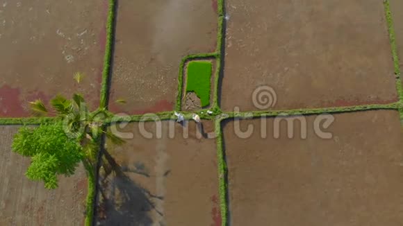 一群农民在一片充满水的大田上种植水稻前往巴厘岛视频的预览图