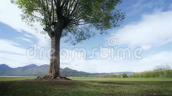 一棵大树在阳光明媚的日子里有山景视频的预览图