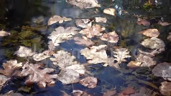 冬天池塘上的树木冻叶视频的预览图