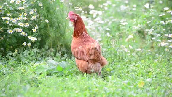 纯种鸡走在院子里视频的预览图