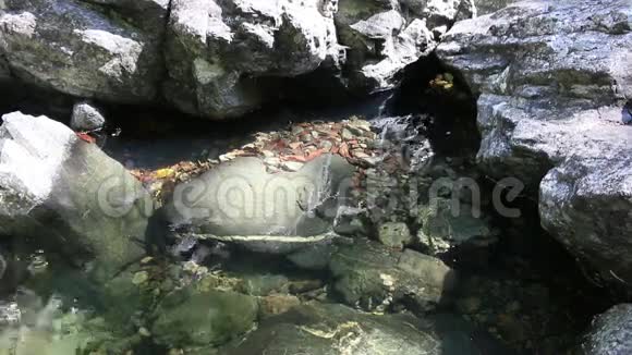 澳大利亚新南威尔士州北部的雨林溪流流入水池视频的预览图