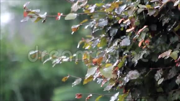 夏雨雨下在山毛榉树上夏天视频的预览图