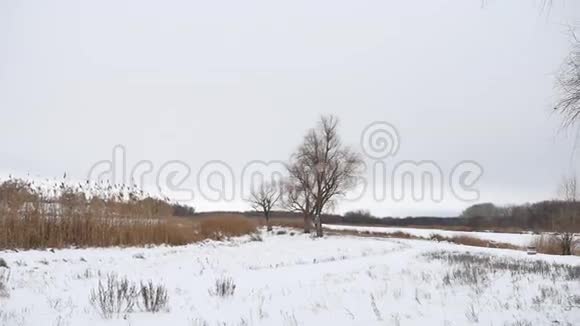 冬天的雪景中河上的干树和草籽视频的预览图