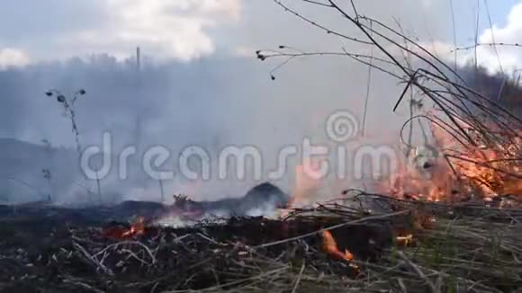森林大火烧毁了干草小花损害了动物动植物群视频的预览图