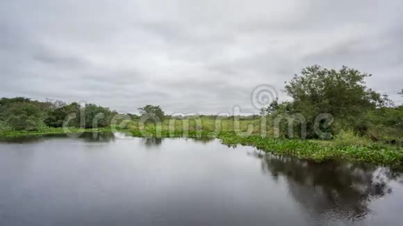 巴西潘塔纳尔的池塘一个有鳄鱼小径的沼泽地带视频的预览图
