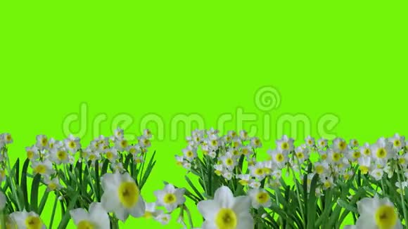 几个绿色背景的春花动画场景视频的预览图