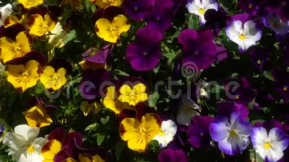 五颜六色的花和美丽的背景视频的预览图