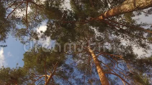 森林里的树木高大的松树伸展到天空视频的预览图
