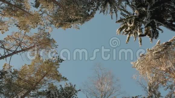 冬天森林里的几丛雪树视频的预览图