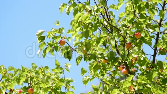 一个阳光明媚的日子杏树的枝条上挂着杏果视频的预览图