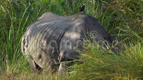 印度犀牛独角兽也叫大一角犀牛在草地上放牧视频的预览图