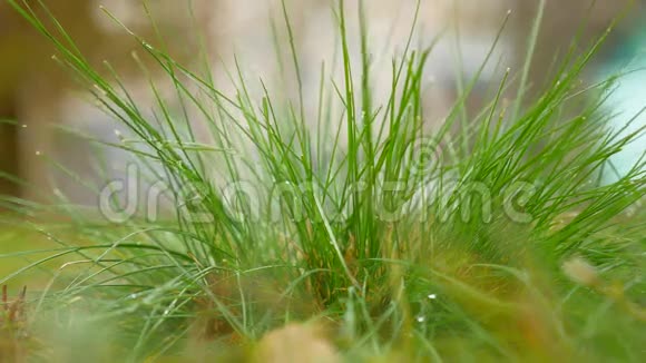露水滴在草地上绿色的自然景观视频的预览图