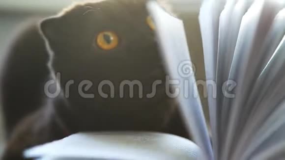 猫有一双大而圆的黄色眼睛透过书页看视频的预览图