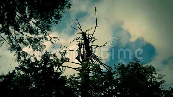 在干树上飘起浮云的时光视频的预览图