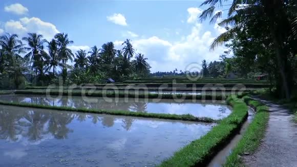 巴厘岛乌布德水稻种植美丽的风景视频视频的预览图