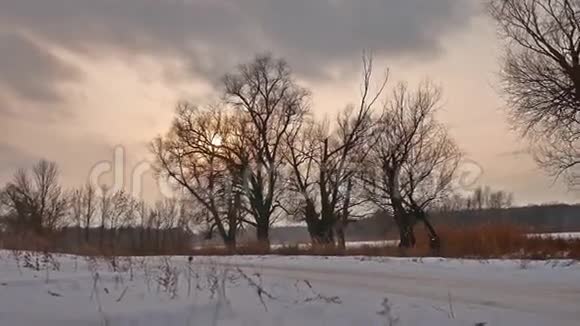冬日夕阳树梢阳光景雪视频的预览图